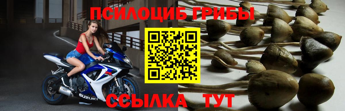 Кимовск  Псилоцибиновые грибы мухоморы  Вход с VPN 